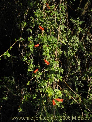 Image of Mitraria coccinea (Botellita / Vochi-vochi). Click to enlarge parts of image.